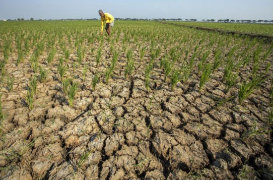 Rakor Pengendalian Inflasi : Pentingnya Kesiapsiagaan Menghadapi Fenomena El Nino