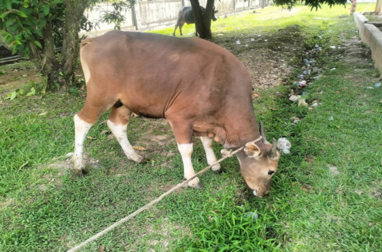 Inspektorat Turut Serta Berqurban Melalui Pemerintah Daerah